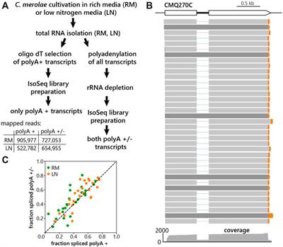 Identification of Alternative Polyadenylation in Cyanidioschyzon merolae Through Long-Read Sequencing of mRNA